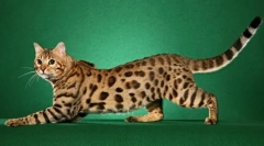 Najdražja pasma mačk (fotografija): zlato purr