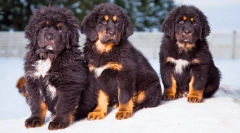 Najdražja pasma psov na svetu: dragocene priljubljene