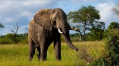 Največja zemeljska žival