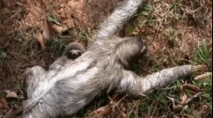 Najbolj lena žival na svetu