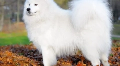 Samoyed laika (fotografija) - zvest prijatelj in pozitivna energija