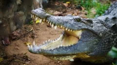 Najbolj agresivne živali na svetu