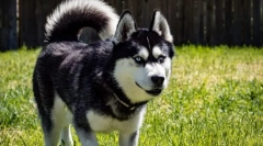 Najbolj aktivne pasme psov na svetu