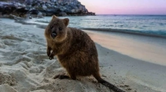 Najbolj neškodljive živali na svetu