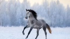 Najhitrejše pasme konjev