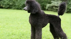 Najhitrejše pasme psov