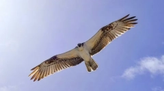 Najhitreje ptice na svetu