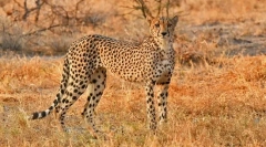 Najhitreje živali na svetu