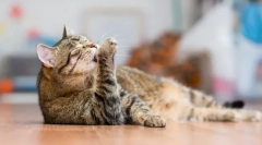 Najbolj čiste živali