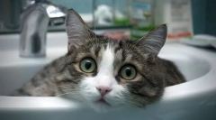 Najbolj prijazne in ljubeče pasme mačk