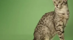 Najbolj dolgotrajne pasme mačk