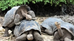 Najbolj dolgotrajne živali na svetu