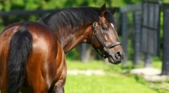 Najdražja konji na svetu