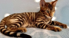 Najdražja pasem mačk