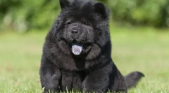 Najdražje pasme psov