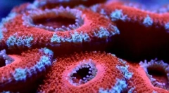 Najbolj stari morski prebivalci