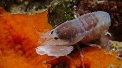 Najglasnejše živali na svetu