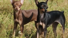 Najbolj znane neprepoznavne pasme psov (s fotografijami)