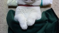 Najbolj znane mačke in mačke na internetu