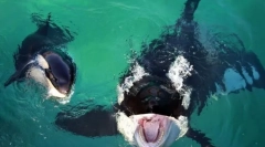 Najbolj znani doplavni kiti