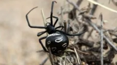 Najbolj strupeni pajki sveta