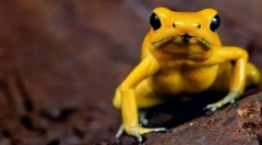 Najbolj strupene živali na svetu