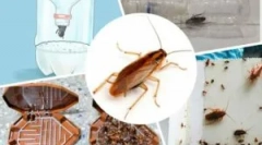 Najbolj učinkovite pasti za ščurke