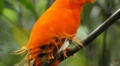 Najlepše eksotične ptice (12 fotografij)