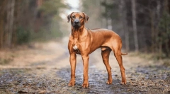 Najlepše legende o izvoru pasem psov