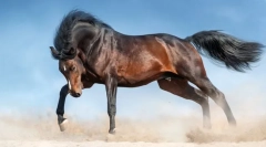 Najlepši konji na svetu