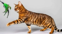 Najlepše pasme mačk