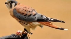 Najlepše ptice planeta (10 fotografij)