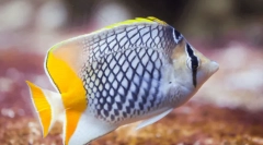 Najlepše živali na svetu