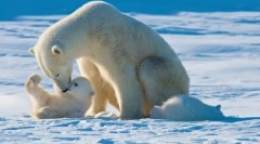 Največji plenilci zemlje