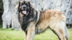 Največje pasem psov na svetu