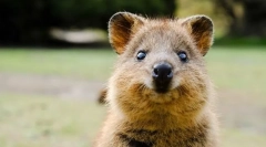 Najbolj srčkane živali na svetu