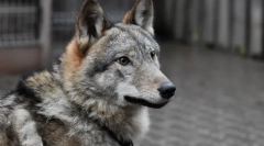 Najbolj nenavadne hišne ljubljenčke