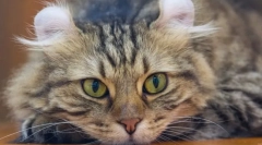 Najbolj nenavadne pasme mačk