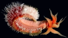 Najbolj neverjetne oblike življenja najdemo na globinah tihega oceana