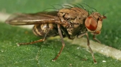 Najbolj nevarne žuželke za človeka