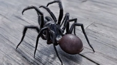 Najbolj nevarni in strupeni pajki na svetu