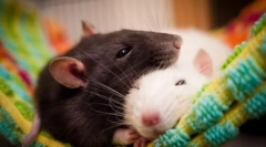 Najbolj nevarni sesalci