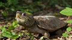 Najbolj nevarna želva in kuščarji na planetu