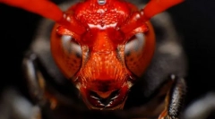 Najbolj nevarne žuželke