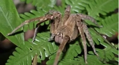 Najbolj nevarni pajki