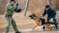 Najbolj nevarne pasme psov