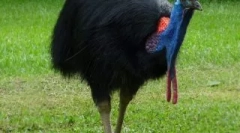 Najbolj nevarne ptice na svetu, ki so bolje, da ne pade na pot