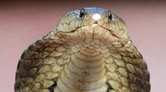 Najbolj nevarni plazilci