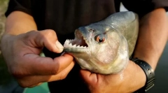 Najbolj nevarne ribe