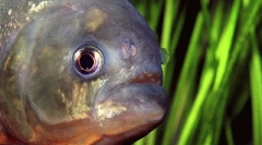 Najbolj nevarne vode